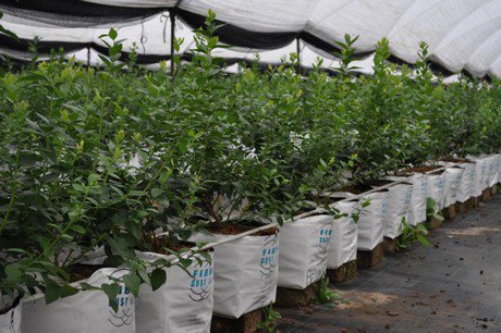 hortidaily's tweet photo. "Three layered coir textures create perfect environment for blueberries" @FibreDustLLC
https://t.co/nZFFOEUzIY https://t.co/QT3gyswaLJ