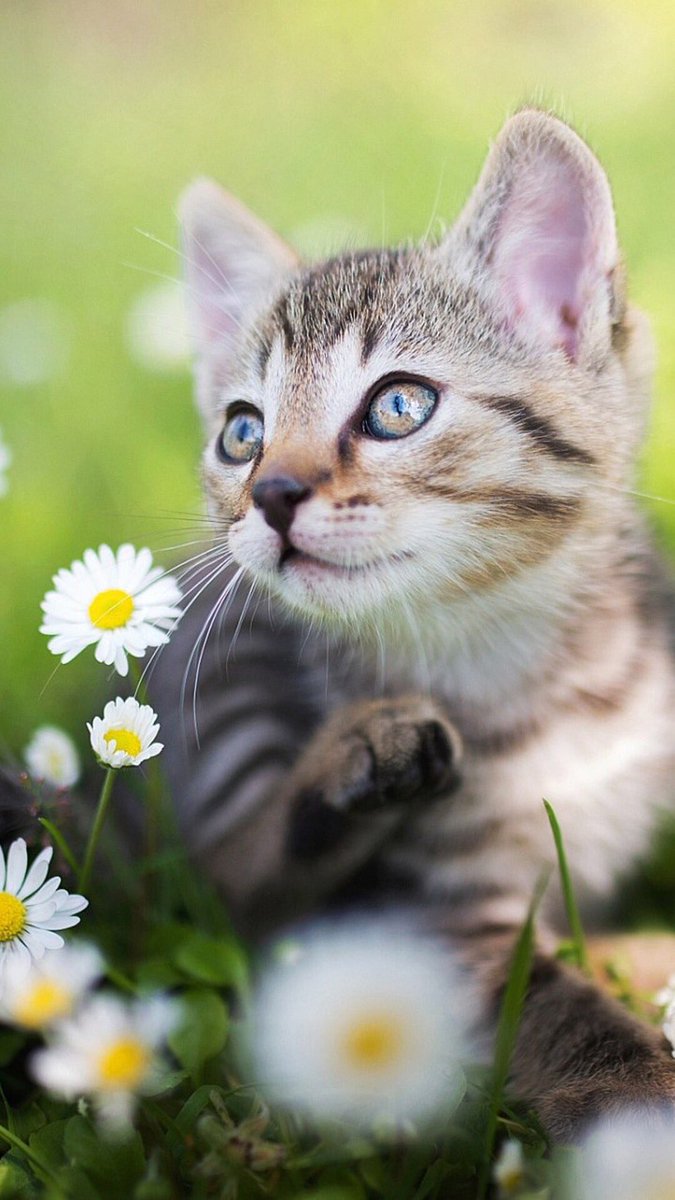 文香 あやか ふみかぢゃないよ T Co 7owrir5bpw コナンってラジオあったんだ知らなかった 懐かしいなぁ アニメ見たいけど今から観出したら今日も一睡も出来なくなっちゃう 寝なきゃ コナン 若返りの薬 江戸川コナン 工藤新一 アニメ