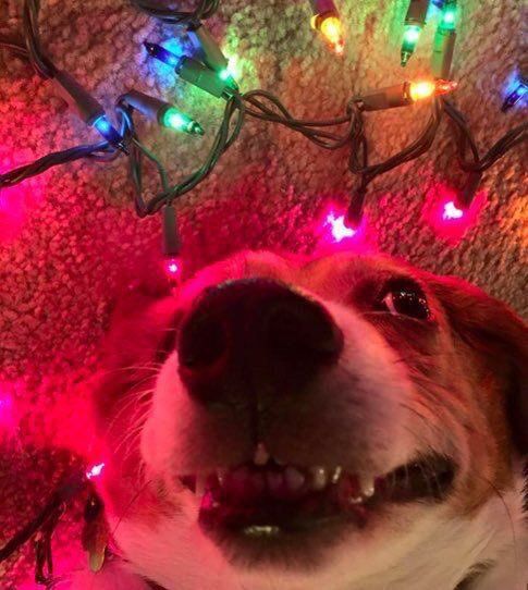 Alextrxm's tweet image. moi quand j'commence à voir les décorations de Noël un peu partout