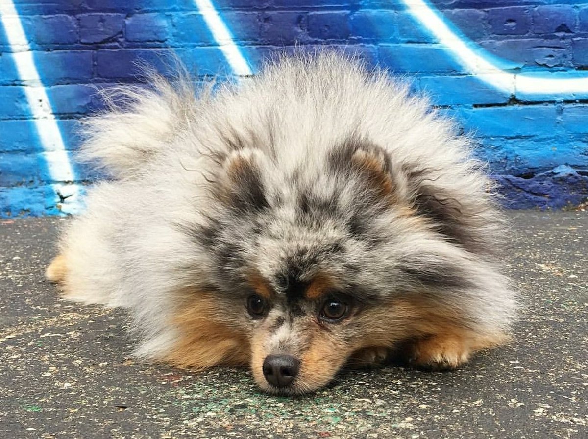 PomeranianF's tweet photo. Retweet if your Pomeranian is your bestie. https://t.co/Ep1c1DSGei