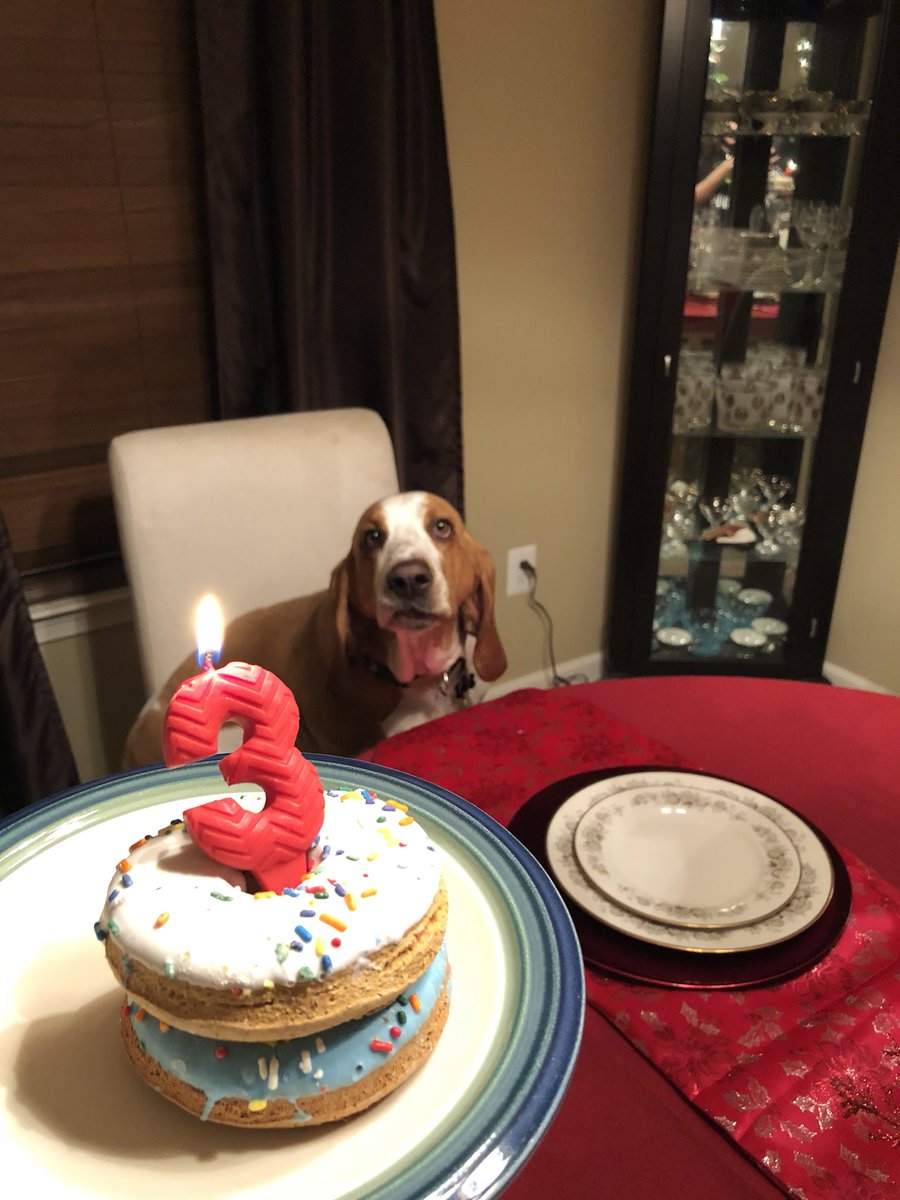 PolokeH's tweet photo. Celebrating my 3rd Birthday 11/29. They wouldn’t let me eat off of Mama’s nice China. 🎂🍩 https://t.co/xGD2PCDlHL