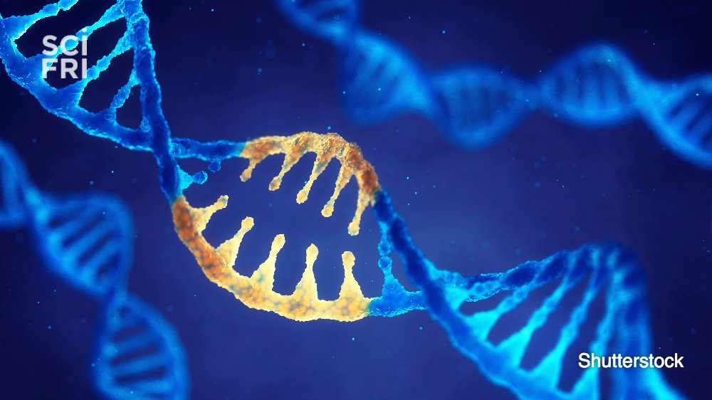 scifri's tweet photo. Can diet and exercise affect your genes? https://t.co/LJJ2S1doqD https://t.co/p5Y36mhIxw