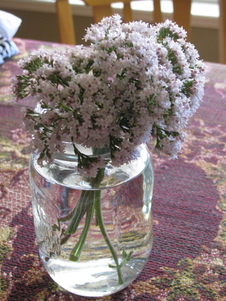 Isaveteeth's tweet image. Jars are for flowers, not dentures. See us for full arch dentures that are attached permanently with implants using the All-on-4 technique. 
holmdelimplantdentistry.com/dental-implant…
#NationalMasonJarDay