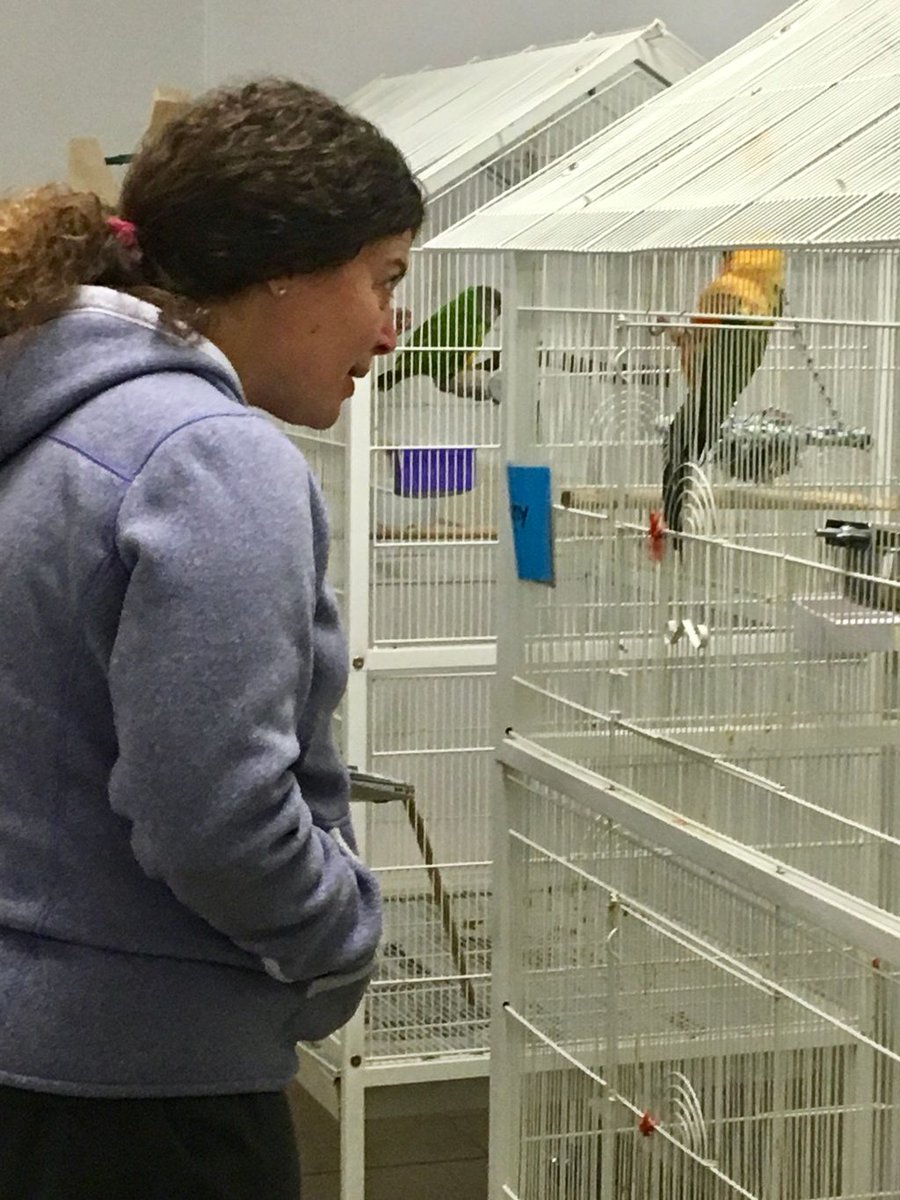EssexNorthShore's tweet image. Ms. Karakaedos visiting our birds! #coolplacetowork #CareerTechEd #HawkTalk