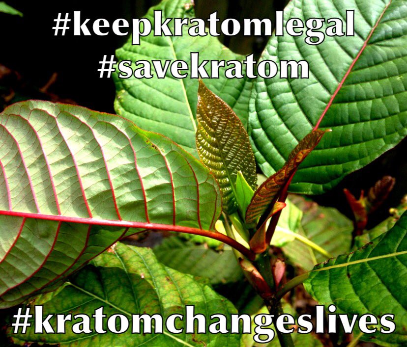 joyt_reborn's tweet photo. The #kratom community needs your help! Help us stand up against the lies of @SGottliebFDA! Please help our right to use this safe plant alternative: https://t.co/gF2Gij2WAy #iamkratom @colbertlateshow @CNN @jimjefferies @RonPaul @SenSanders @andersoncooper https://t.co/NTfzi3nIDl