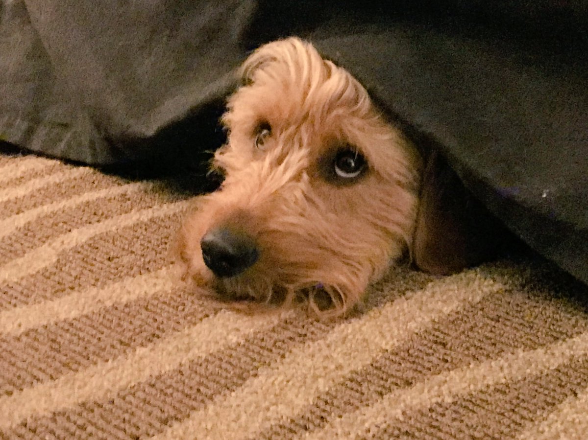 dave behiel tweet media