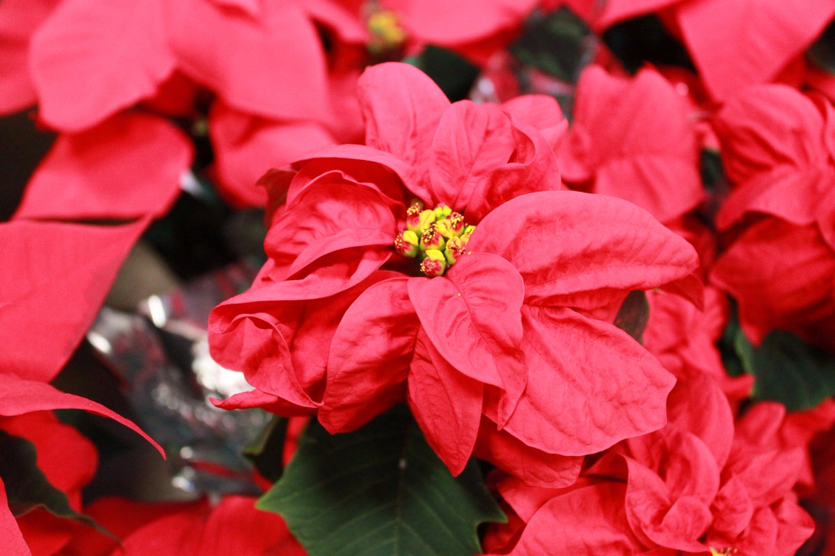 unlagrohort's tweet photo. Support the @unlhortclub at their annual #Poinsettia Sale TODAY at the city campus Nebraska Union, until 3pm, and Friday at the Nebraska East Union, 9am-4pm! #UNL #UNLCASNR #UNLAgroHort https://t.co/HBFVhSrMS6