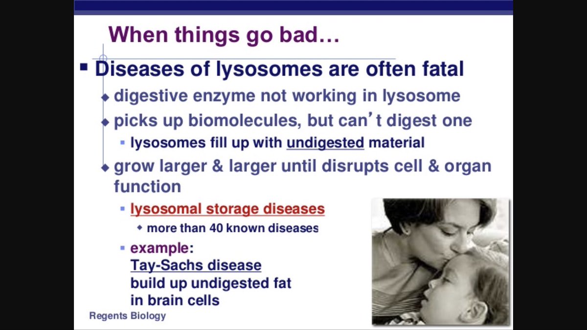 MichellTheMito's tweet photo. PSA: the lysosome is responsible for over 40 lethal cellular diseases. How can you can trust a candidate that has been convicted of several murder scandals? And the worst part is.. they’re not even remorseful!! The lysosome is a criminal, not the cells most important organelle. https://t.co/tDwFKcQ7Ta