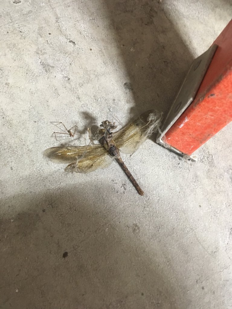 Freedom_CHS's tweet photo. I guess the Spider won this battle. 🕷 https://t.co/TTHzmEFnSF