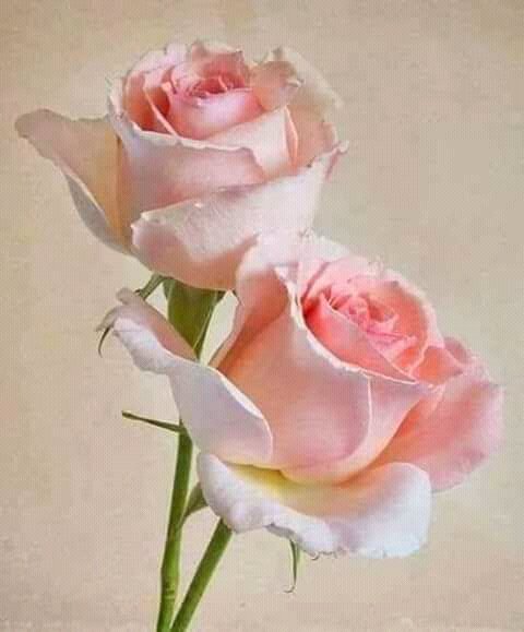 lexisblanco's tweet photo. @DhelizAlvarez  por mucho tiempo San Diego espero tener una Alcandesa q gobierne para TODOS!! A VENCER!!! https://t.co/3kWWfsMOY2