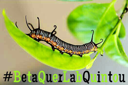 Bigah_TimBeta's tweet image. #betaquerlabQuintou e  afirma que nunca estamos preparados para as metamorfoses que a vida nos impõe, mas mesmo com dores, temos que sobreviver a elas e seguir vivendo.