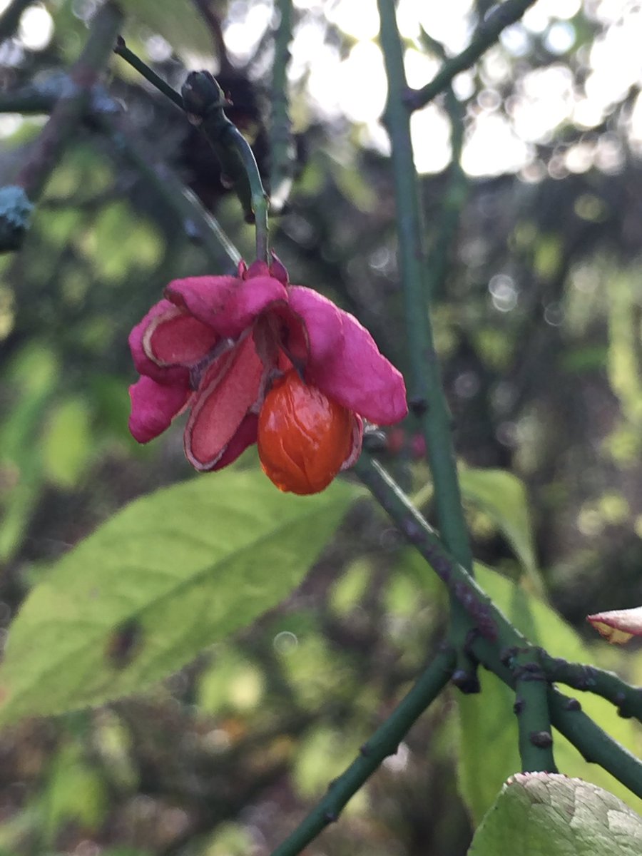 PhoebeW94's tweet photo. Botanising in the frost today ❄️Pinks and purples of Spindle and Bush Vetch #wildflowers https://t.co/NAZkhrqU9Y