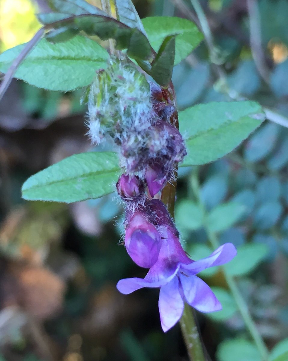 PhoebeW94's tweet photo. Botanising in the frost today ❄️Pinks and purples of Spindle and Bush Vetch #wildflowers https://t.co/NAZkhrqU9Y