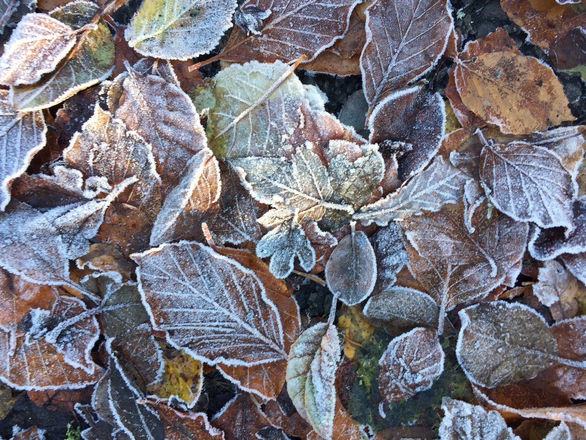 Botanising in the frost today ❄️Pinks and purples of Spindle and Bush Vetch #wildflowers