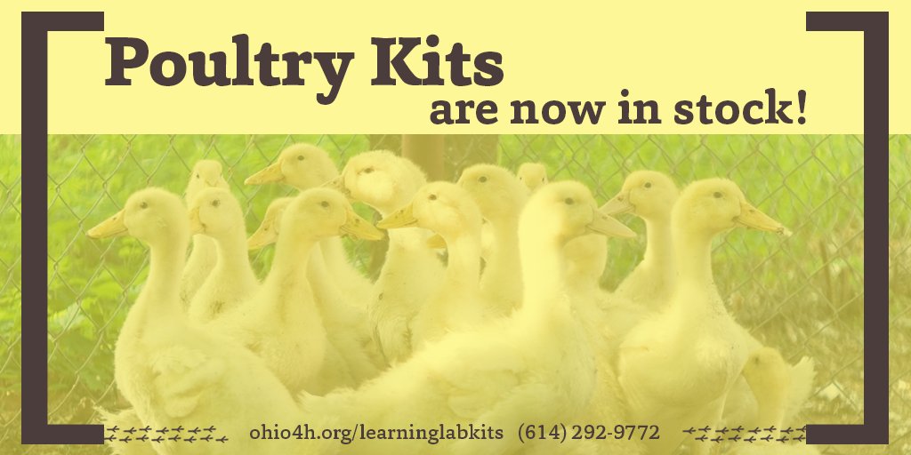 learninglabkits's tweet image. The Poultry #LearningLabKits are finally back in stock! See more about this kit: ohio4h.org/books-and-reso… #EducationalCurriculum #4H #Ohio4H #AnimalScience #PoultryScience 🍀🐥🦃🐔🐓🍀