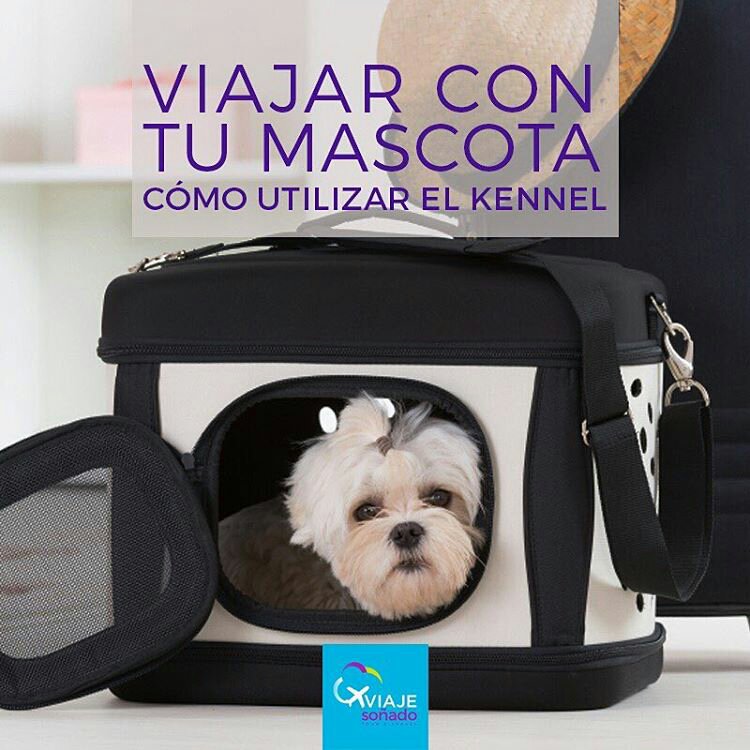 viajoconmiperro's tweet photo. Es normal sentirte mal por tener que meter a tu mascota 🐕en un kennel o jaula. Al fin, a nadie le gusta estar enjaulado...  https://t.co/n0ChwFpGF9  #FelizJueves #30Nov #viaje #viajeconmascota https://t.co/TfGVsR2FZE