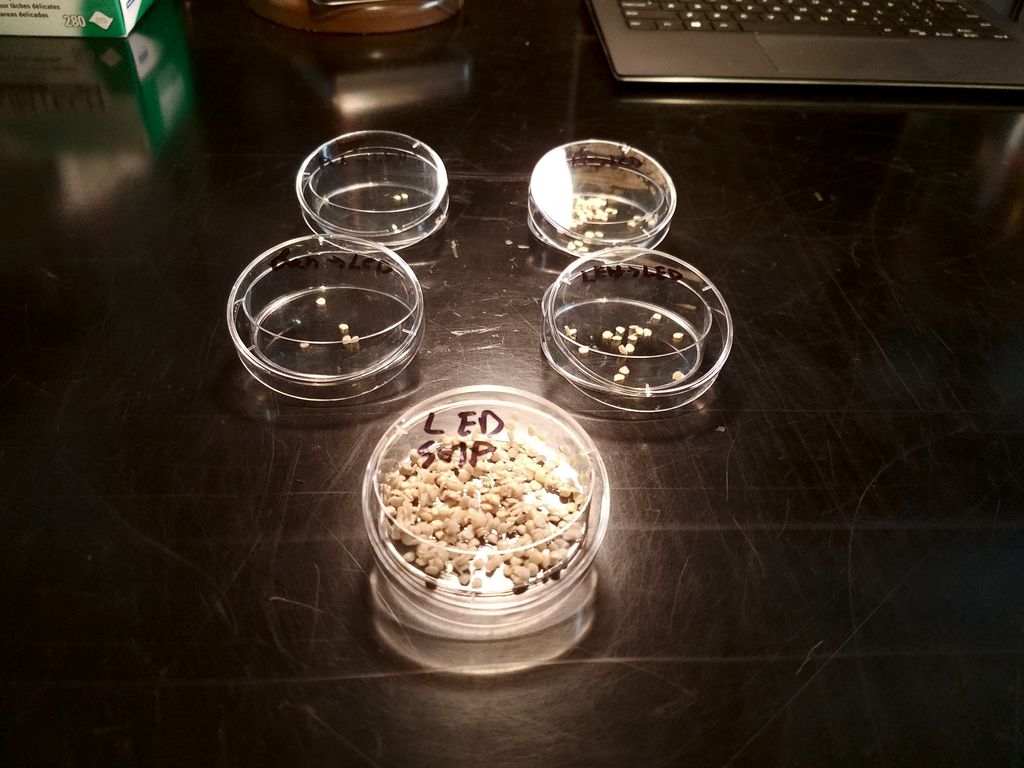 ChaoticGenetics's tweet photo. Four outcrosses and a bunch of selfed seeds from my Lemon Drop #baccatum plant drying for the seed bank. #botay #biology #plantbreeding #seedsaving #gyo https://t.co/KPBucMjdjP