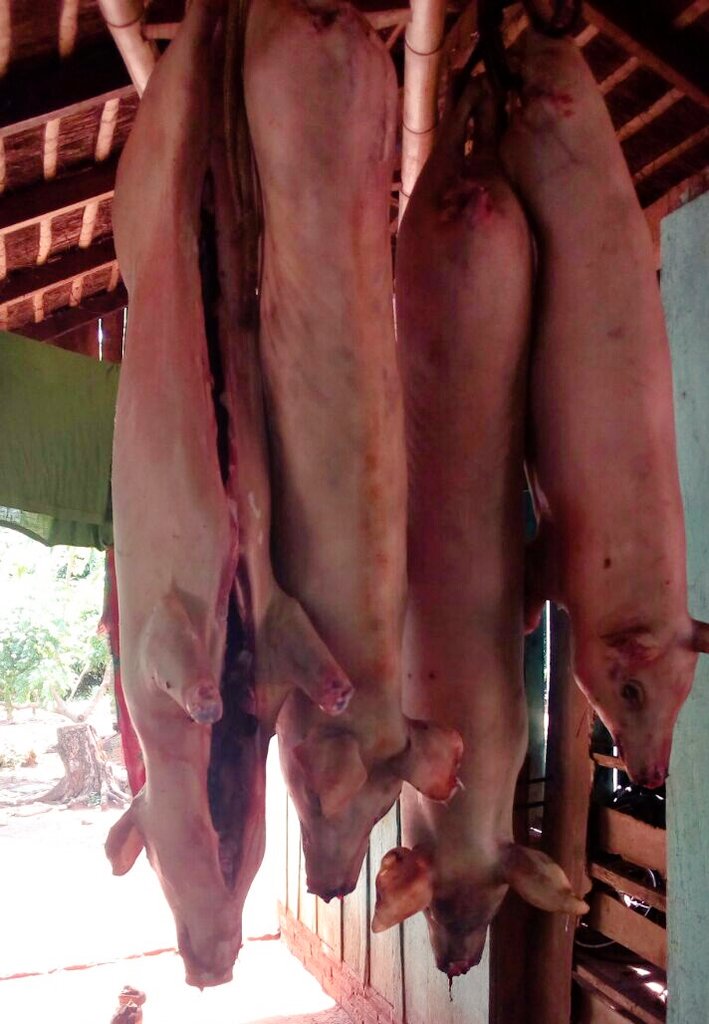gloriatorras's tweet photo. Buenas , atención!
#Tercertiempo #excompas
#Amigos #cenas
Mañana Díaz de Feria Campesina
#Lechones
#Cerdos#Carnes y quesos de granja en la
#FeriaCampesina
Tacuary y Mcal Estigarribia
RT https://t.co/nqhPaqrLgf