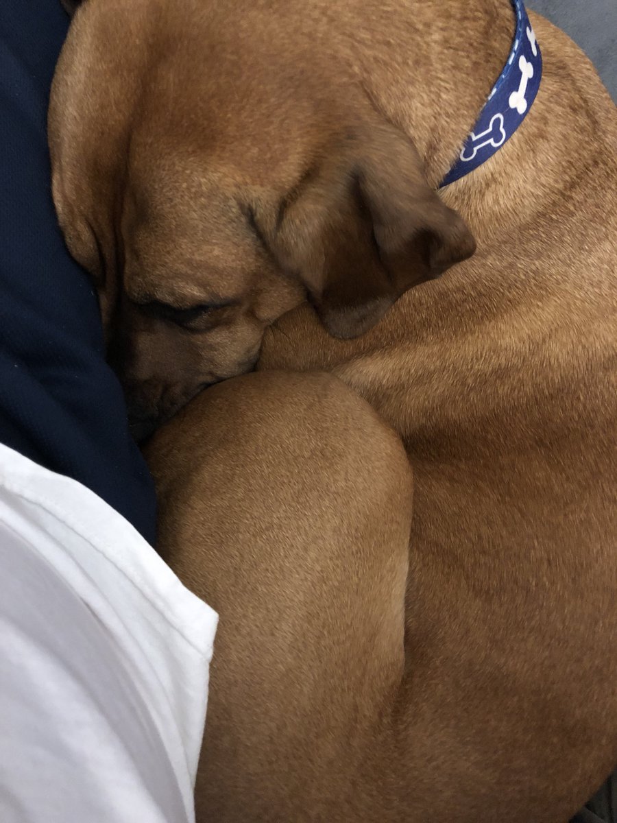 ScottsHusband's tweet photo. Sweet girl warms my soul! #HarVee #cutedog #bias https://t.co/lpAAl4zVnM