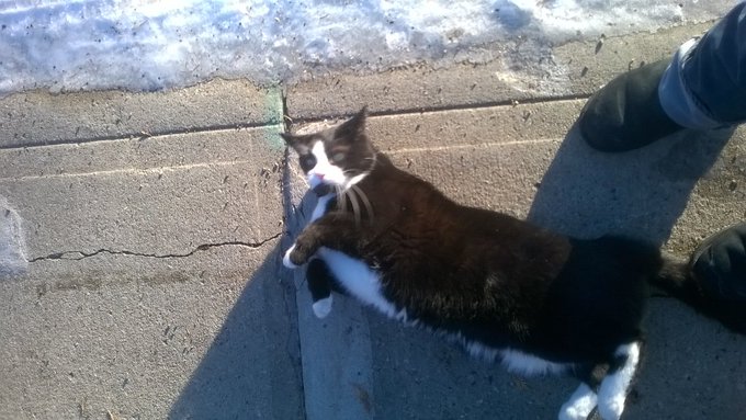 The cute reason why I was late for my cashpoint today lol https://t.co/e1Mddso90f<a href="/tag/iwantclips"class="tags"><span>#iwantclips</span></a><a href="/tag/grinchinatrix"class="tags"><span>#grinchinatrix</span></a><a href="/tag/pricemarkup"class="tags"><span>#pricemarkup</span></a>