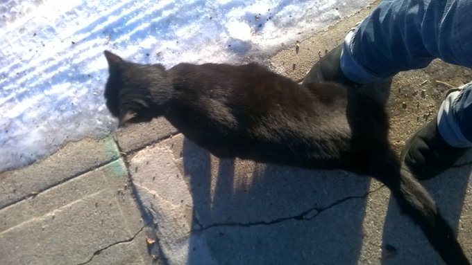 The cute reason why I was late for my cashpoint today lol https://t.co/e1Mddso90f<a href="/tag/iwantclips"class="tags"><span>#iwantclips</span></a><a href="/tag/grinchinatrix"class="tags"><span>#grinchinatrix</span></a><a href="/tag/pricemarkup"class="tags"><span>#pricemarkup</span></a>