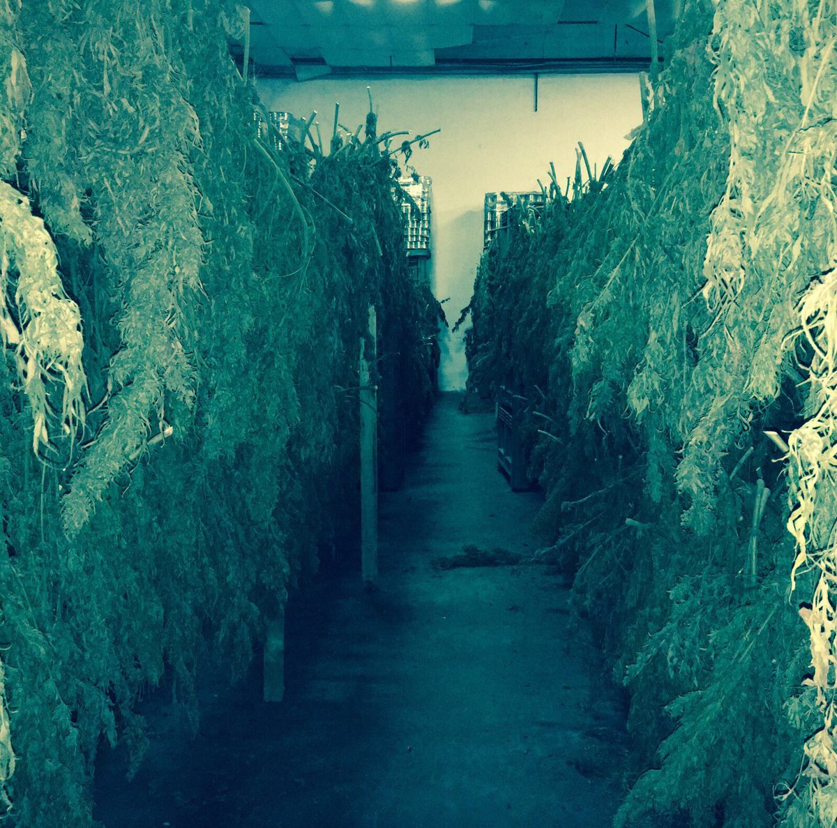 HempFarmLab's tweet photo. #hempfarm #lab #sinergiecreative #Hemp #agriculture #research #innovation
#rivoluzioneverde #canapa https://t.co/FV5VrGsufm