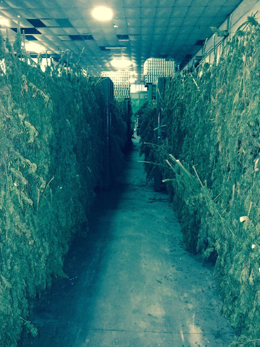 HempFarmLab's tweet photo. #hempfarm #lab #sinergiecreative #Hemp #agriculture #research #innovation
#rivoluzioneverde #canapa https://t.co/FV5VrGsufm