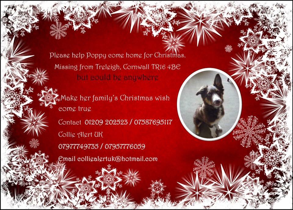 rosiedoc666's tweet photo. #findPoppyBC 
💕her owners are completely broken &amp; just want their lovely girl home

She was on #medication when she was #STOLEN 😓

PLS PLS 🔔#bringherhomeforChristmas 🔔 it's all her family want 
#BorderCollie brown #Treleigh #Cornwall 

DO U KNOW ANYTHING? 
PLS ☎️ pls RT 🆘 https://t.co/AwpCmLNdkK