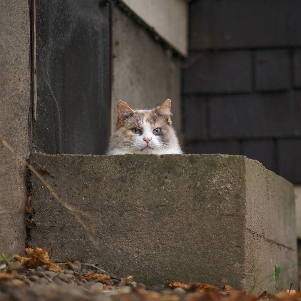 catmapper's tweet image. This grumpy cat tried to hide in a box from me, but I staked it out with a zoom lens and waited for its head to peek up over the top. #catmapper ift.tt/2zDoQwk