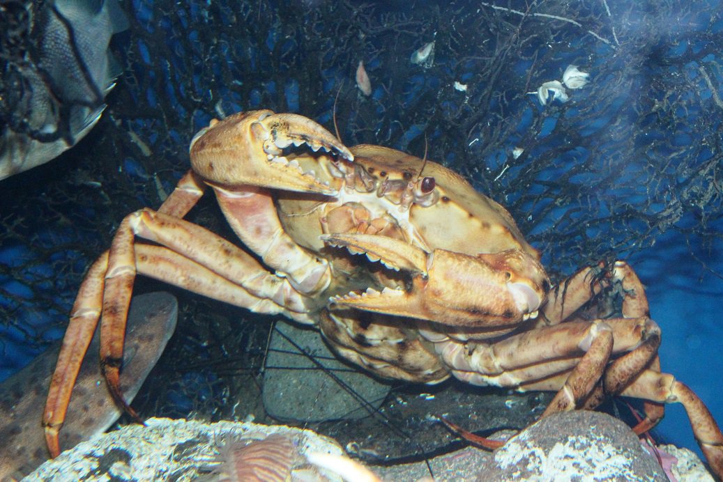NumazuDeepsea's tweet photo. チョリース！ https://t.co/LWjqrJYwga