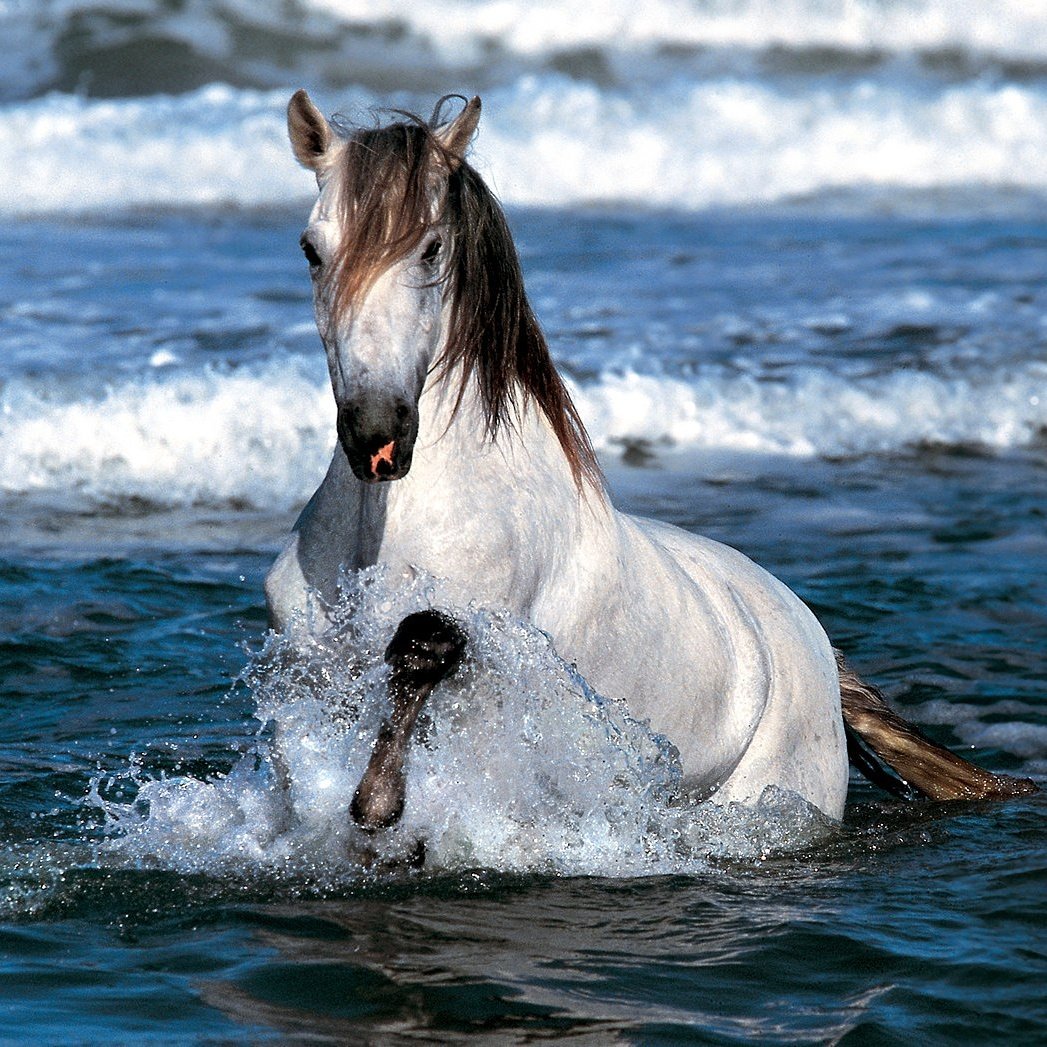 EquestrianAus's tweet photo. S U M M E R T I M E 🍍🌊☀️
#firstdayofsummer #happysummer #summervibes #summertime #bestbeachesever #australia #equestrianaus🇦🇺 https://t.co/xqSeW5HTSr