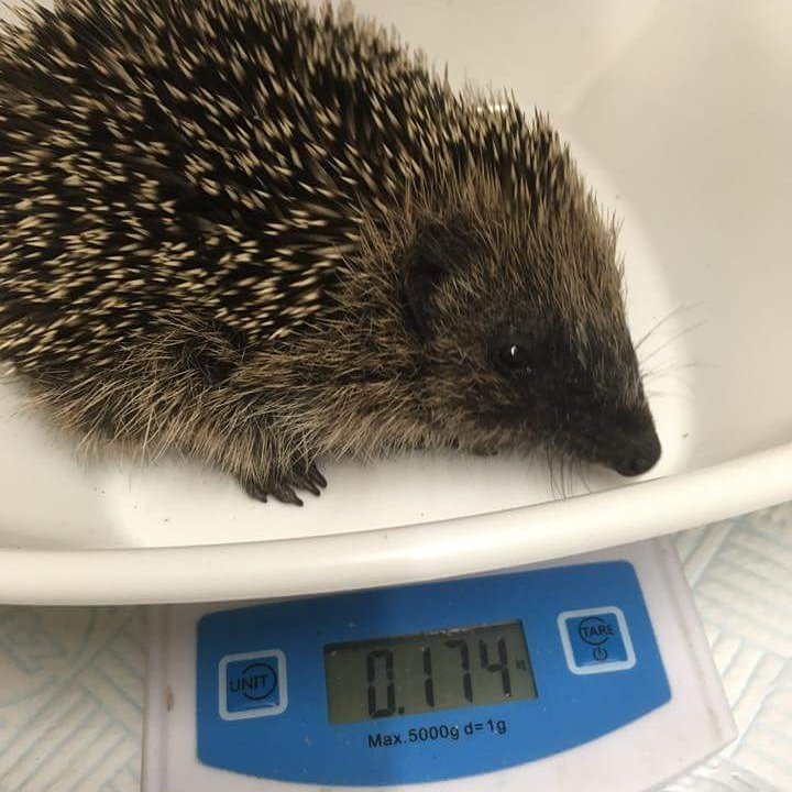 melthamwildlife's tweet photo. Had 5 more hedgehogs brought today the smallest being 152g along with her sister at 174g.
#hedgehogs #wildlife #animalrescue https://t.co/1yAPN0oIIo