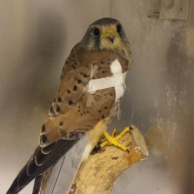 melthamwildlife's tweet photo. Kestrel found on the side of the road with a broken wing. Hopefully he will make a full recovery #birds #animalrescue #wildlife https://t.co/i1Q8nq9JDv