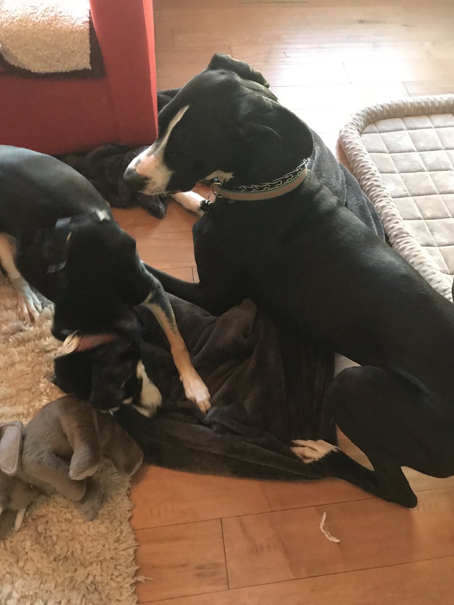 Word_onthe_Web's tweet photo. Facebook has a habit of dropping Business page admins. Pro tip: always have more than one.#socialmediamarketing #facebook #dogstyle https://t.co/pqwqIR9rAB
