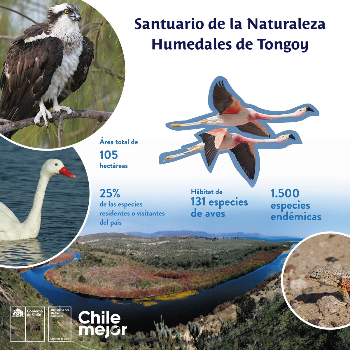MMAChile's tweet photo. ¡Nos gusta entregarte buenas noticias! 💚Hoy se aprobó la creación del Santuario de la Naturaleza Humedales de Tongoy, uno de los 34 “hotspots” reconocidos mundialmente como de importancia global para la conservación de la biodiversidad: https://t.co/pxqL6PDM1B #ChileMejor https://t.co/e79QOhcrvW