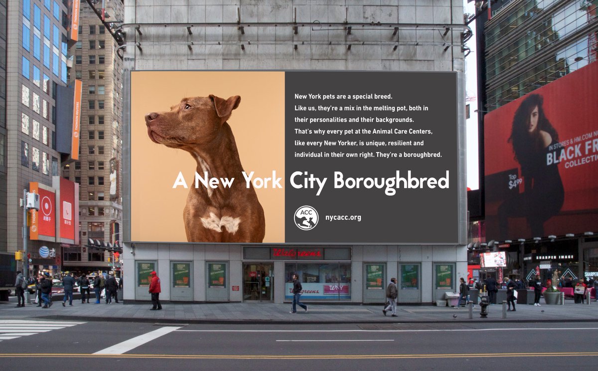 Welcome the NYC Boroughbred!

Announcing the biggest thing to happen to homeless animals in NYC since the invention of the bone, catnip and carrots! Check out our new website nycacc.org bit.ly/boroughbred