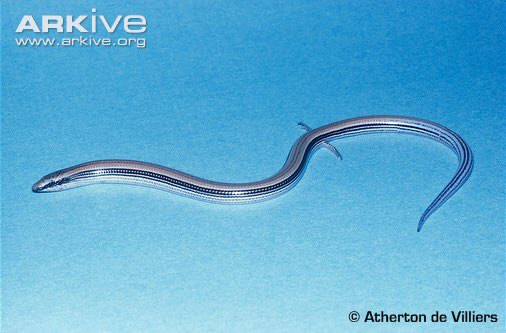 wormsized's tweet image. example of a really fucking good animal