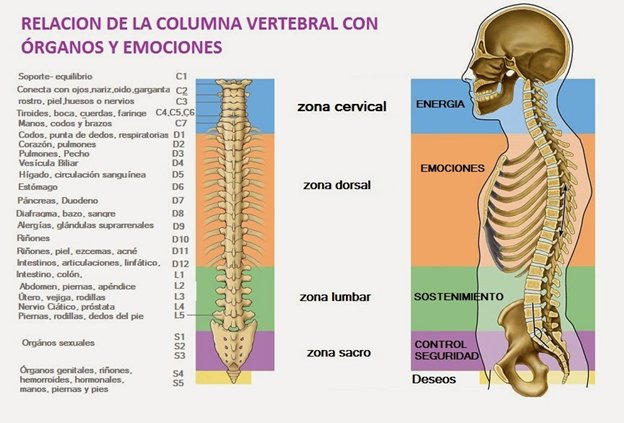equilibrio de la próstata equilibrio de la próstata