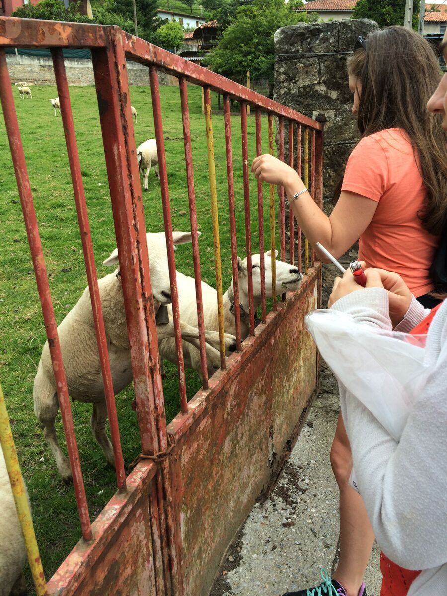 DCmary5's tweet photo. #tbt to when I made some sheep friends @SidraTrabanco #Asturias #Spain #neverstopexploring #Travel #twwt https://t.co/pBd6kp0Cwh