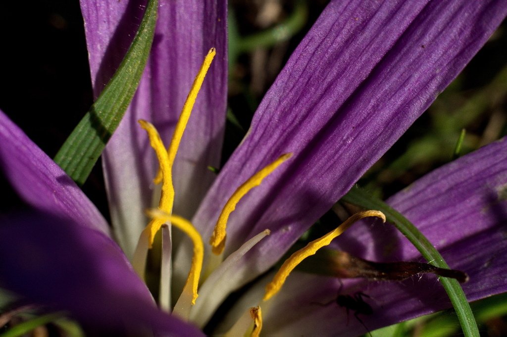 floragallega's tweet photo. Merendera montana (Loefl. ex L.) Lange
#Mera #Oleiros #Coruña #Galicia #NWSpain
+Info &amp; fotos: https://t.co/r84b3iXhBq
#flora #floradegalicia #naturaleza #natureza #plant #plants #bloom #blossom #flower #flowers #wildflowers #flowerstagram #flowerof… https://t.co/NLyeN4FpvZ https://t.co/pFPDaEuauW