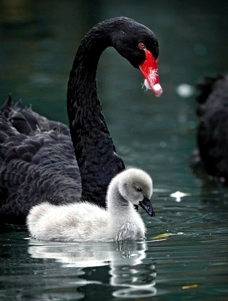 <a href="/omniajen/">ʝąʑ🌷</a> <a href="/TmSMlLE/">ᎯɳɗᎽ🐉 ™SMILE🙃</a> <a href="/TmNature/">Enjoy Nature Pictures</a> <a href="/Nature_Blogs/">Nature & Travel Photography 😀</a> <a href="/Nature_500px/">Best Nature 500px Photos</a> <a href="/500px_images/">Awesome Photos</a> <a href="/NatureRT1/">Nature Retweets</a> <a href="/NatureExplored/">Explore Nature 🍃 #Steemit</a> Black and White , #Swan and #Cygnet ~ #Beauty and #Cute 😍

#TeamNature🦆 #TmNature🌿 #TmSmile😀 
#NatureLovers #500pxRTG #500px #NaturePhotography 

<a href="/TmSMlLE/">ᎯɳɗᎽ🐉 ™SMILE🙃</a> <a href="/TmNature/">Enjoy Nature Pictures</a> <a href="/omniajen/">ʝąʑ🌷</a> <a href="/Nature_Blogs/">Nature & Travel Photography 😀</a> <a href="/Nature_500px/">Best Nature 500px Photos</a> <a href="/500px_images/">Awesome Photos</a> <a href="/NatureRT1/">Nature Retweets</a> <a href="/NatureExplored/">Explore Nature 🍃 #Steemit</a>