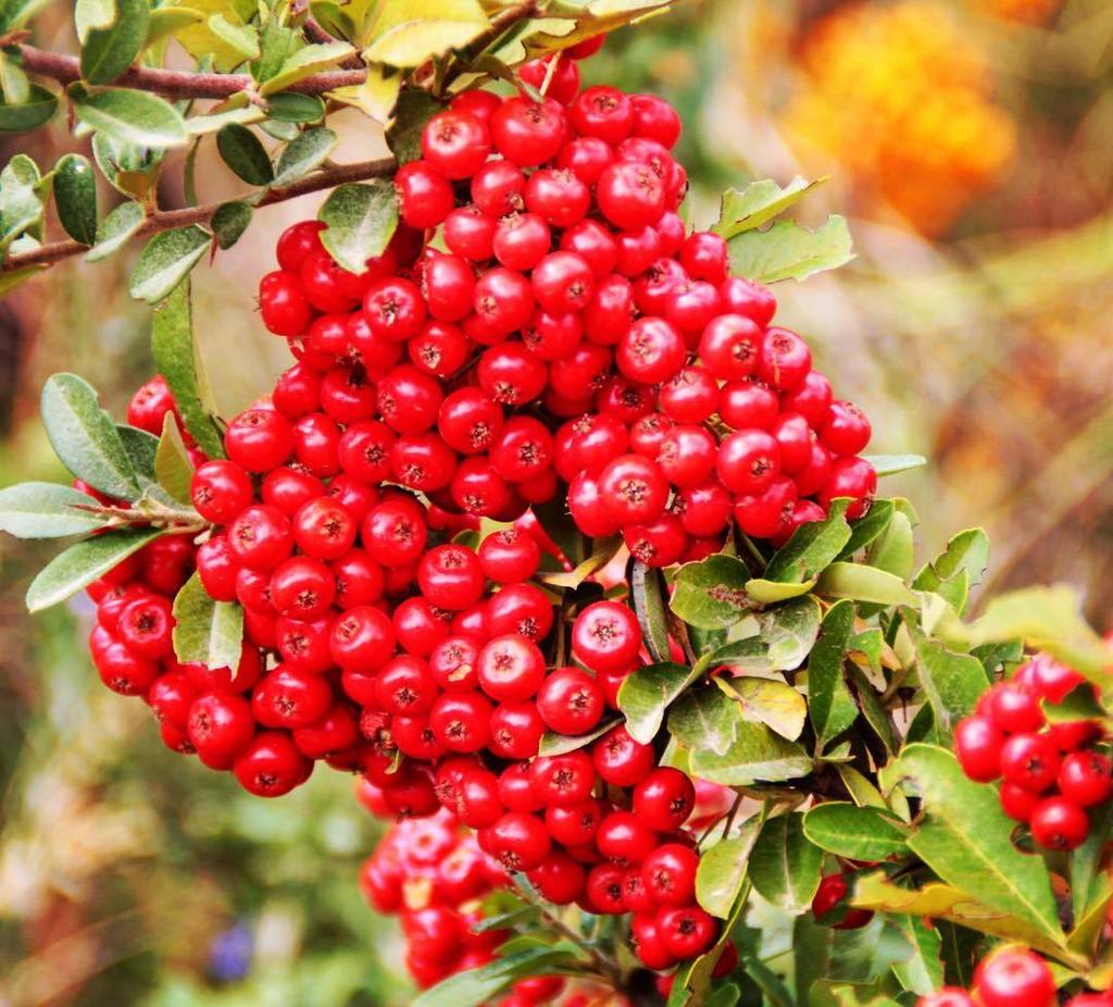 ❤️🌿
•
•
#334_red #365_today #nature #naturephotography #berries #redberries #red #bush #beautyfulworld #beautiful #beautyofnature #france #provence #cotedazur #frenchriviera #grimaud #visitesterel #frenchnature #macrophotography #macro ift.tt/2j58qX9