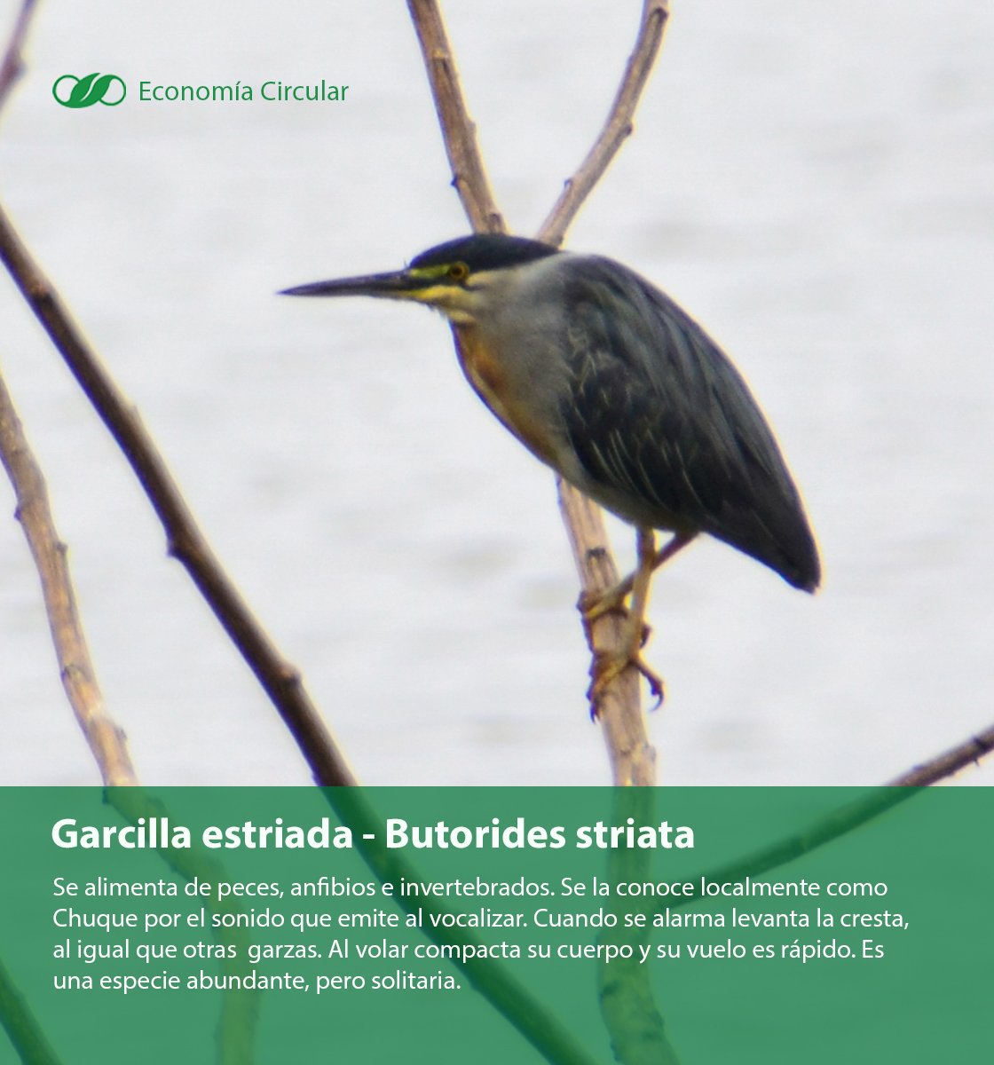 EcoCircularEs's tweet photo. Conoce más sobre las aves que habitan en #ESPOL
@UVS_ESPOL @edcom50 @ugaclub @Andreapinoacost https://t.co/bfmJthKbqZ
