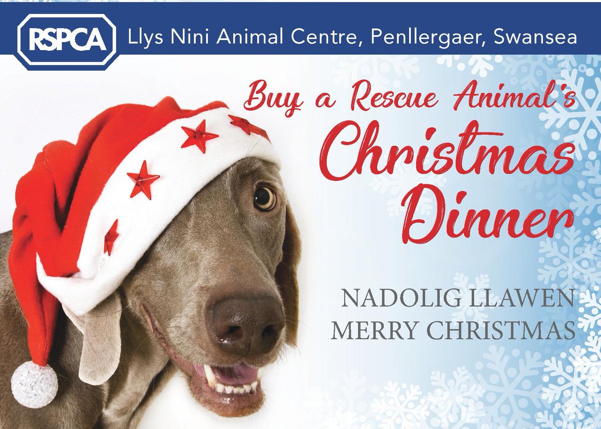 llys nini dogs for adoption