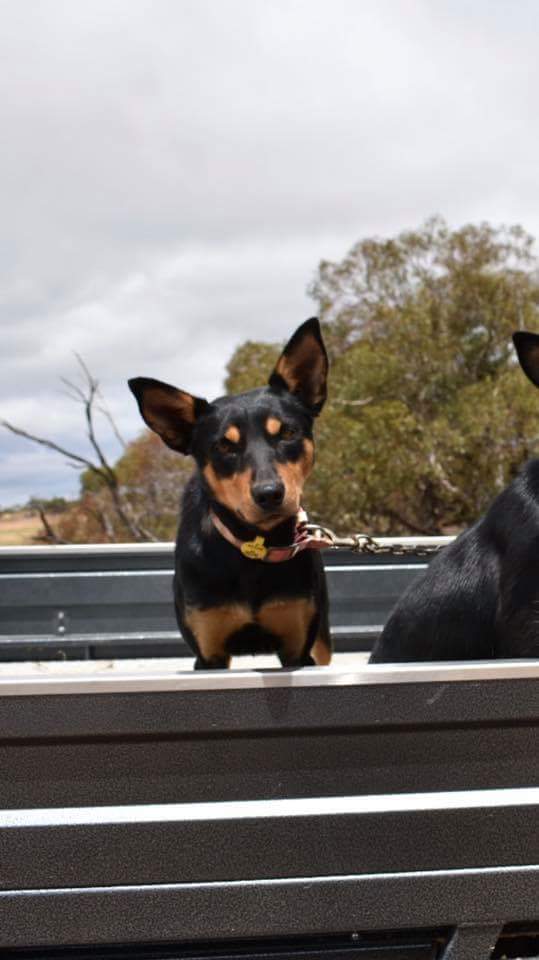 LOST our black and tan Kelpie (Liz) near the Brown's Well HWY, has tags on a pink collar.  please contact me if seen.