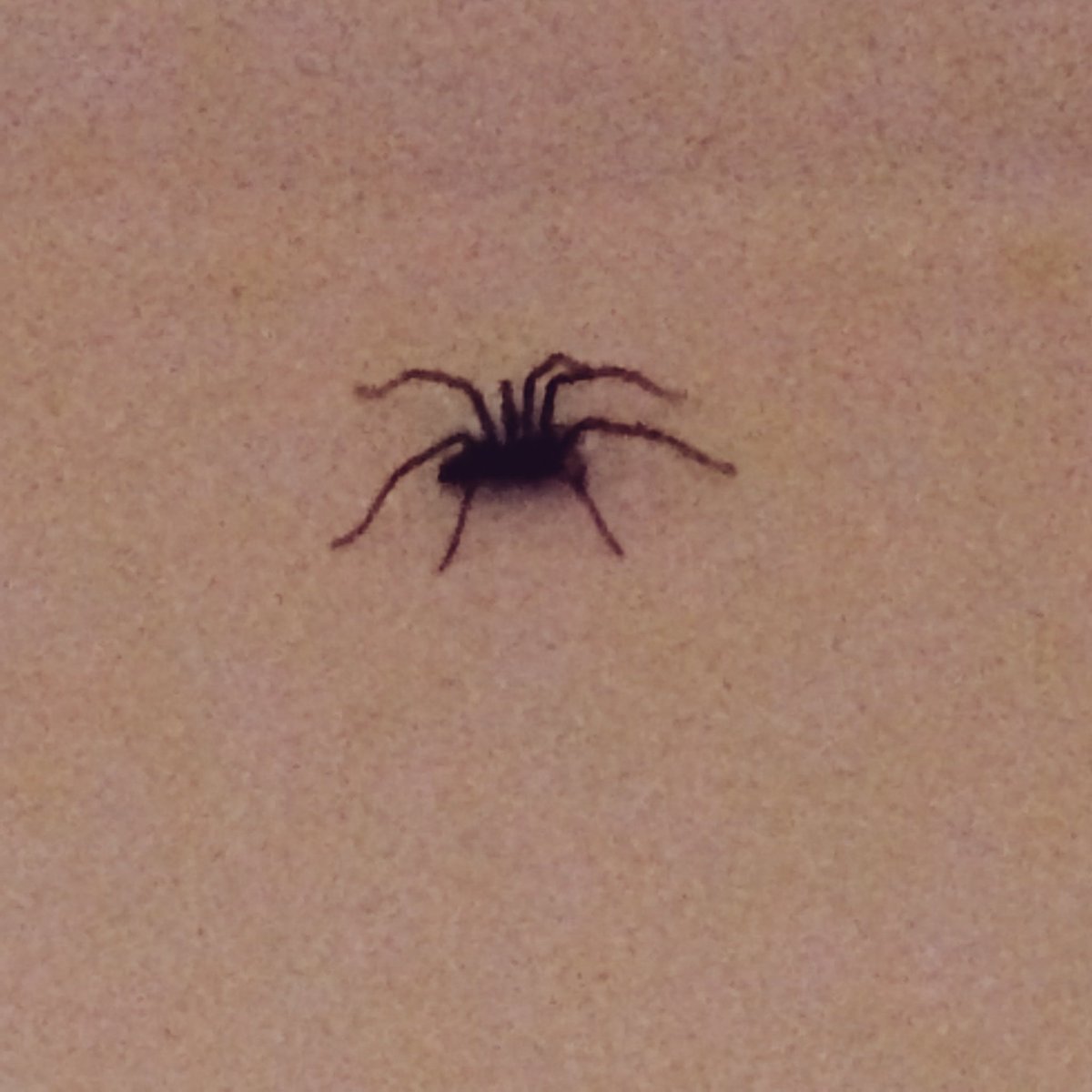 MandyPrintmaker's tweet image. Sorry Mr Spider, but you are not staying here tonight! #outyougo