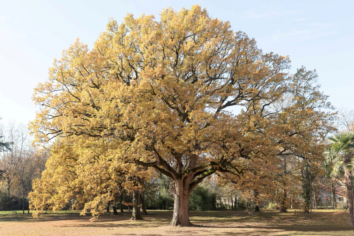 Garrevaques's tweet photo. Arbre d'or ! 
(Photo de Jean-Luc Sarda #revel)
#MagnifiqueFrance #chateaulife #castle #passionchateau #naturelover 
#arbreremarquable #automne #france #Francemagique #occitanie https://t.co/Xmg28IejYW