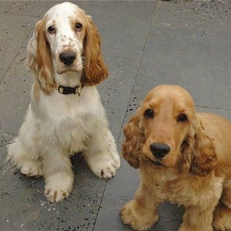 we turned into dogs!!! ift.tt/2isrP7z