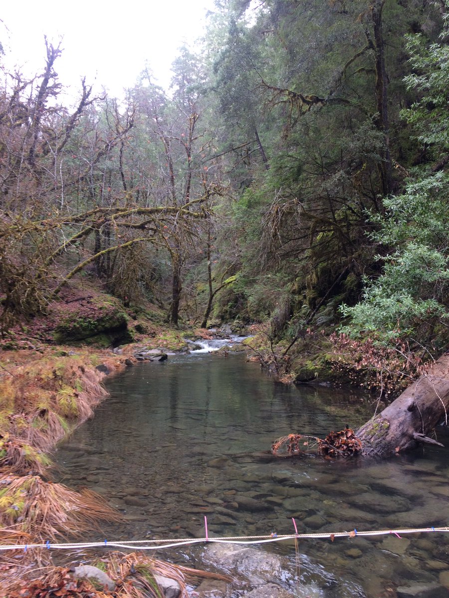 sjkelson's tweet photo. It's full-on winter for the streams at the #angelo #UCreserve! #pittag antennas didn't miss me, but I missed this place. #salmonstreams https://t.co/Q2O6uJ5Lwr
