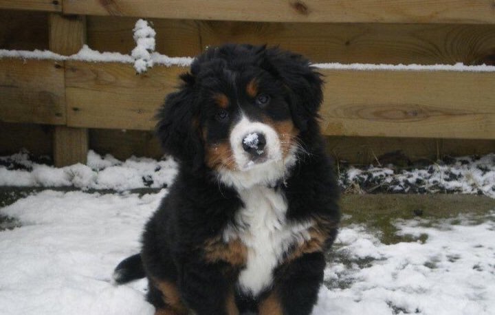 Pup_Benthe's tweet photo. @Ben_And_Max Yippie... Snow! I love it! 🌨 https://t.co/mgTWR0X6D8
